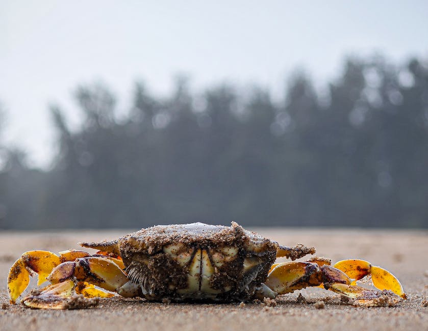 Unveiling The Exquisite: An Introduction To Singaporean Chili Crab