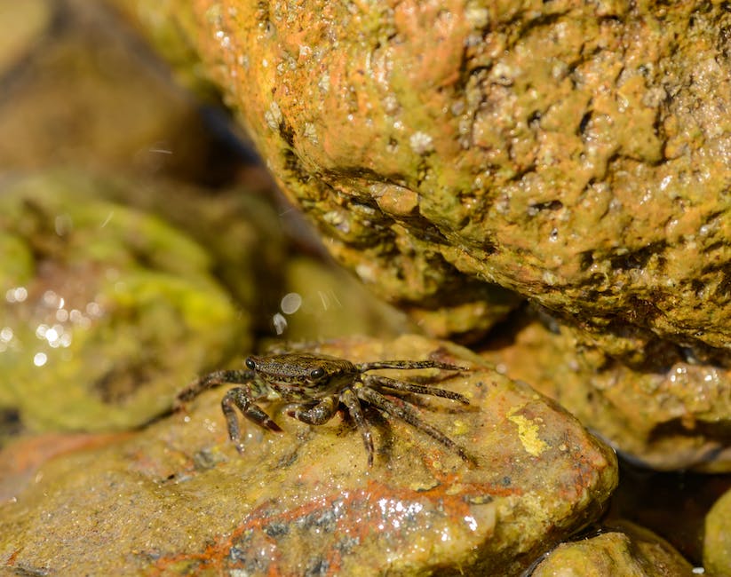 Wild Crab Documentaries: Top Films That Dive Into The World Of Crab Fishing