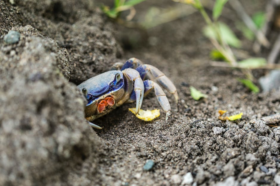 Wild Crab  Less Known Types Of Wild Crab Bait